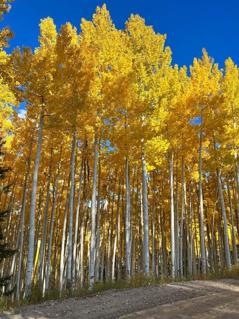 Beaver Creek 2 Bed 2 Bath Condo 1 MIN Walk to Elk Lot House in Avon