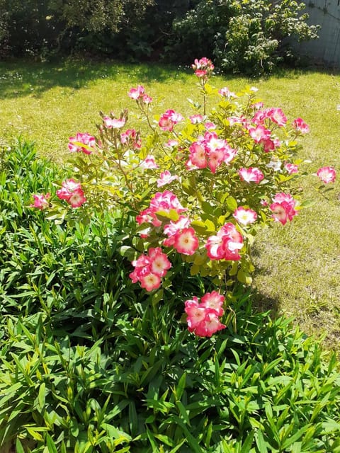Belle chambre dans un quartier calme Bed and Breakfast in Flanders