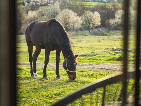 Day, Animals
