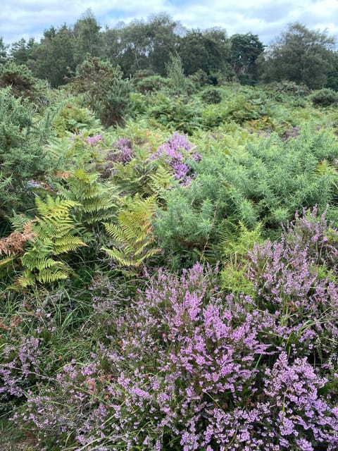 Ingledene a Spacious Family House House in Poole