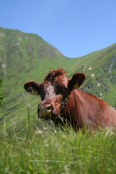 Schiederhof Farm Stay in Salzburgerland