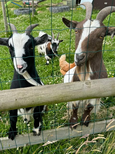 WildView Cosy Glamping with Outdoor Bath and stunning scenery House in England