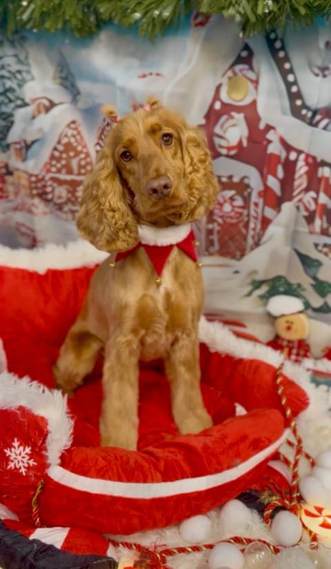 Cosy City Centre Guest Room Shared Home Vacation rental in Galway