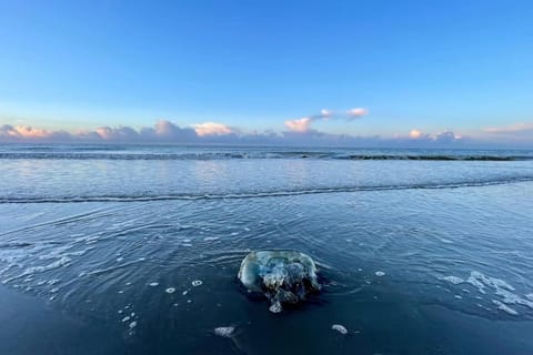 Grande Villa de 8 chambres avec Balnéothérapie- Vill'Acacia Villa in Bray-Dunes