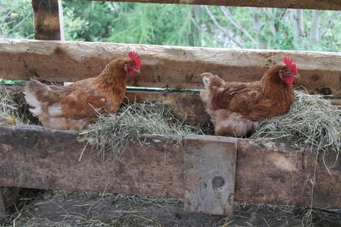 Haus Lärchenhof Farm Stay in Tyrol