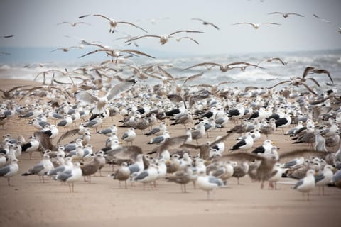 Lighthouse Mrzeżyno - Jantar Apartamenty Apartment in West Pomeranian Voivodeship, Poland
