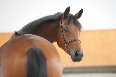 Horse-riding, Animals, Pets, pet friendly, pet friendly