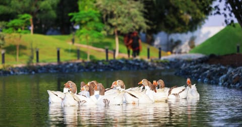 Day, Natural landscape, Animals, Lake view