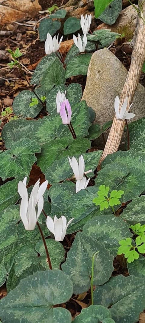 villa serenity Villa in Lasithi