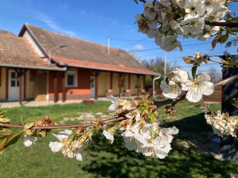 Property building, Spring, Day, Garden, Garden view