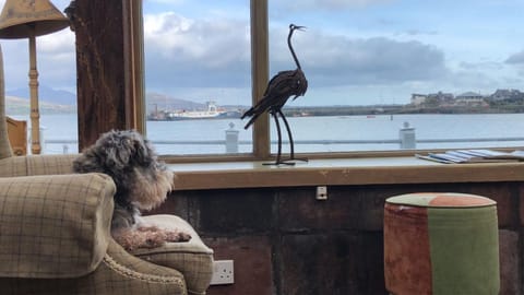 Natural landscape, Living room, Pets, Sea view