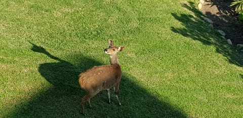 57 On Sea Apartment in Knysna