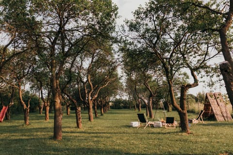 Natural landscape, Garden, Evening entertainment, Garden view