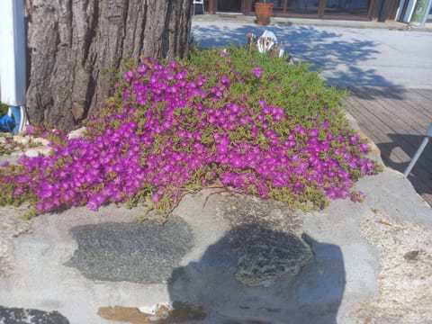 Musses House Apartment hotel in Decentralized Administration of Macedonia and Thrace