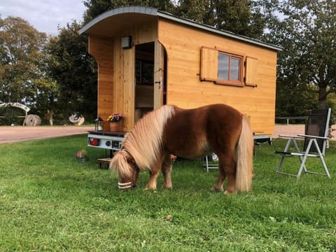 Property building, Animals
