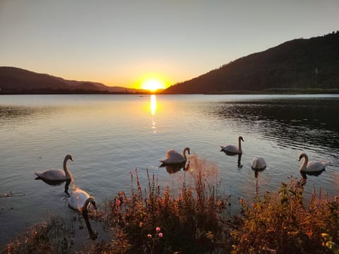 Nearby landmark, Natural landscape, Animals, Lake view, Mountain view, River view, Sunrise
