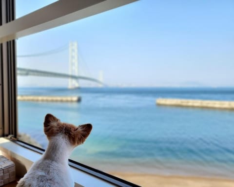 Natural landscape, Pets, Sea view