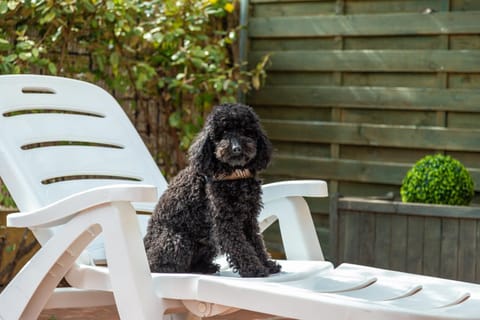 Casa il grande Carrubo Apartment in Santa Maria Navarrese