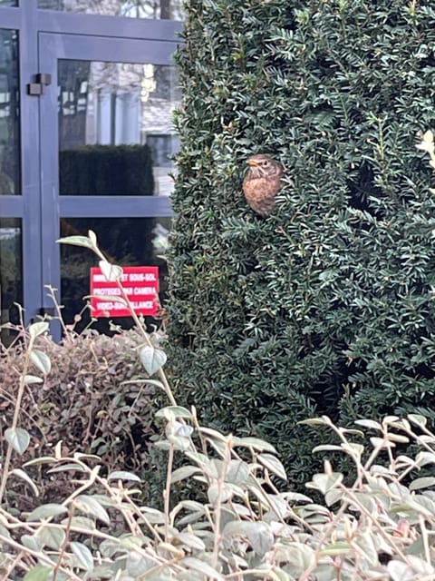 Square Walliser près ZENITH Apartment in Eckbolsheim