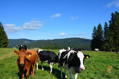 Natural landscape, Animals