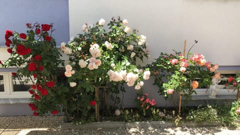 Day, Garden, Garden view