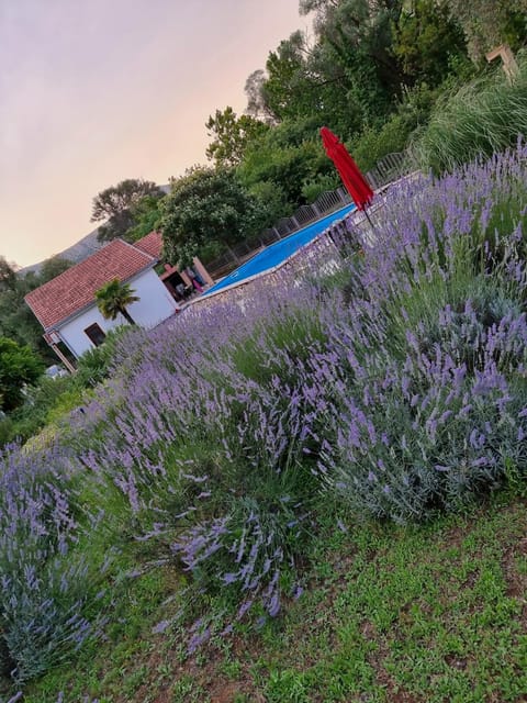 Natural landscape, Garden, Swimming pool