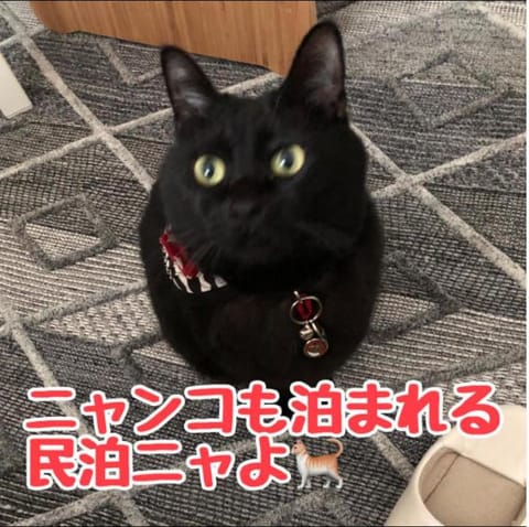 Text overlay, Pets