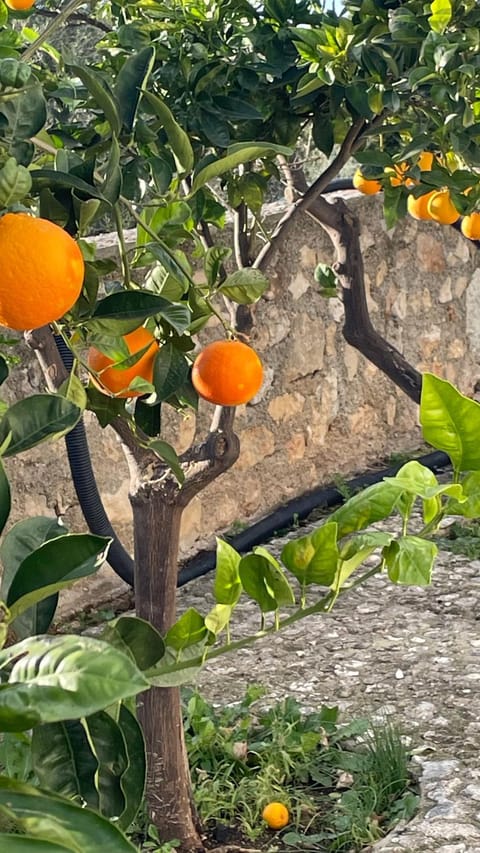 Tenuta Solleone Villa in Province of Foggia