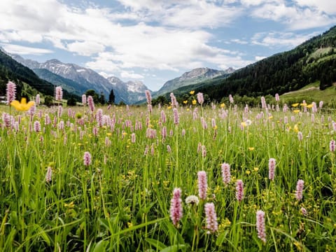 Natural landscape, Summer