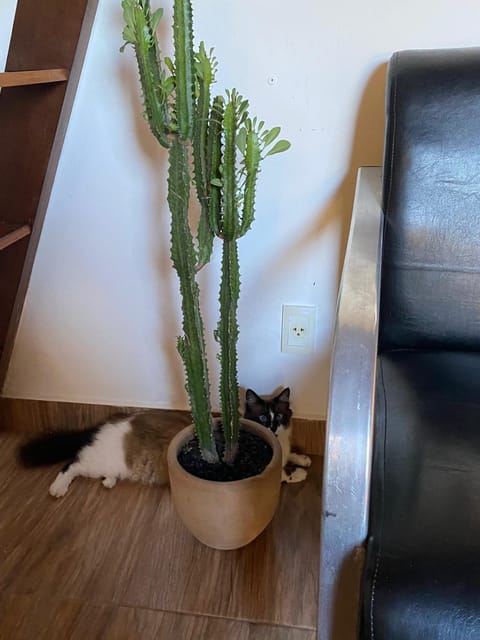 Chalés Búzios Campground/ 
RV Resort in Armacao dos Buzios