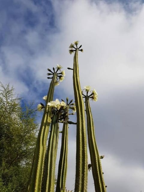 Beaumont at 2 Le Roux Apartment in Western Cape