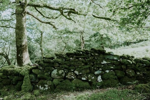 Willow Cabin & Hot Tub Cabin in Wales
