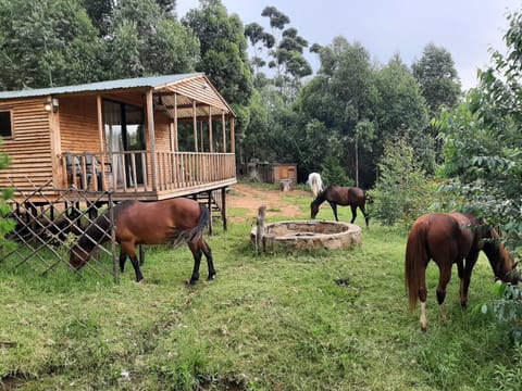 Day, Horse-riding, Animals