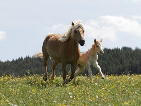 Animals