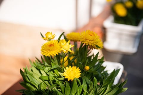 Villetta Noemi Apartment in Pula