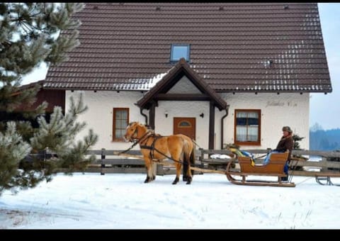 Day, Winter, Animals, Pets
