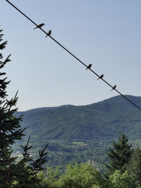 Mountain view