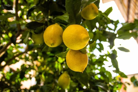 Garden, Garden
