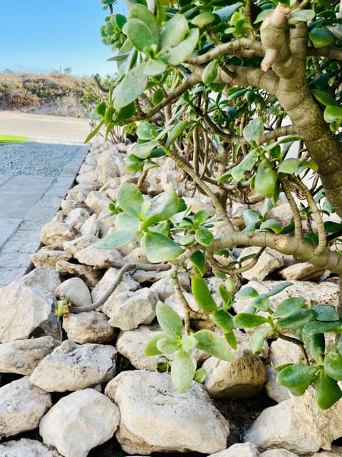 Little Haven House in Western Cape