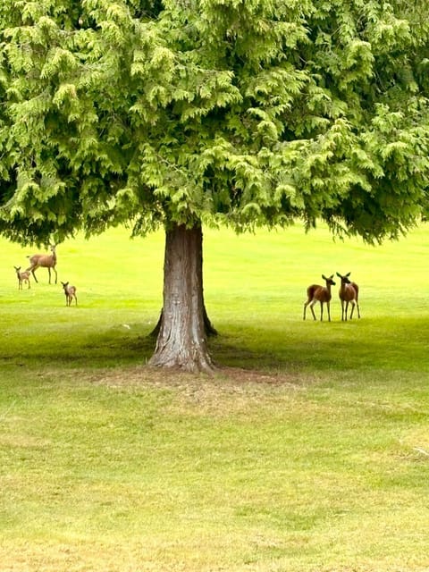 Spring, Day, Natural landscape, Animals