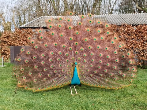 Animals, Garden view