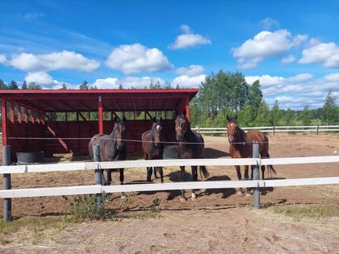 Kankaanpään Ratsastuskeskus Apartment in Finland