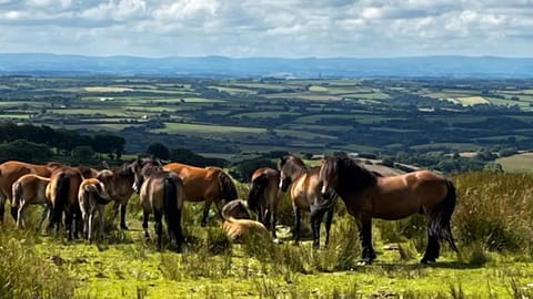 Cosy Nook thatched cottage with Exmoor views House in West Somerset District