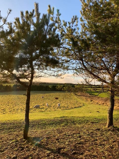 Silverspring Glamping The Shepherds Hut Campground/
RV Resort in England