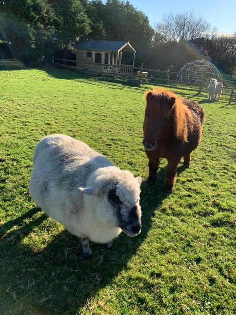 Silverspring Glamping The Shepherds Hut Campground/
RV Resort in England