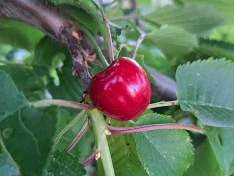 Holiday apartman Apartment in Šibenik-Knin County, Croatia