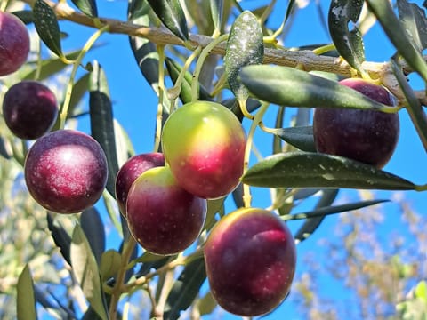 Holiday apartman Apartment in Šibenik-Knin County, Croatia