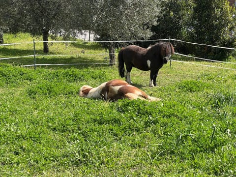 Villa Aiali Apartment in Campo nell'Elba