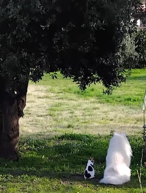 Villa Aiali Apartment in Campo nell'Elba