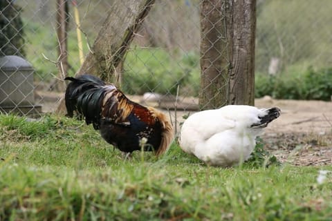 Home Kervezec House in Finistere